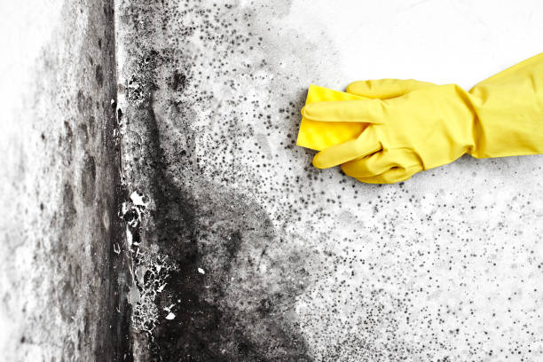 Best Industrial Mold Remediation  in Catlin, IL