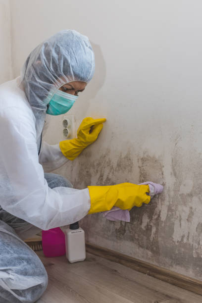 Best Real Estate Mold Inspection  in Catlin, IL