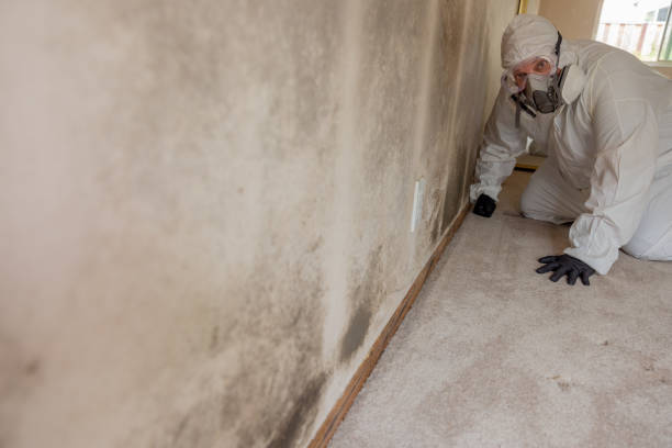 Best Mold Remediation for Healthcare Facilities  in Catlin, IL